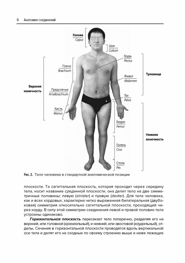 Анатомия соединений (Козлов Валентин Иванович) - фото №19