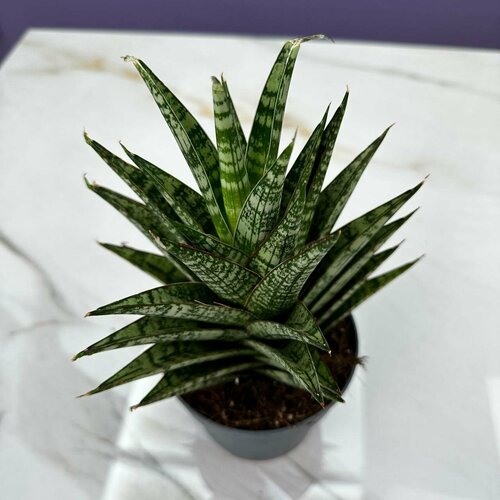 Комнатное растение Сансеверия Грейс Краун домашнее/офисное/ в подарок 25см