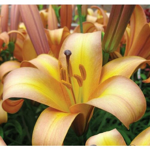 Луковицы Лилия трубчатая Расти Планет 2 шт 1293₽