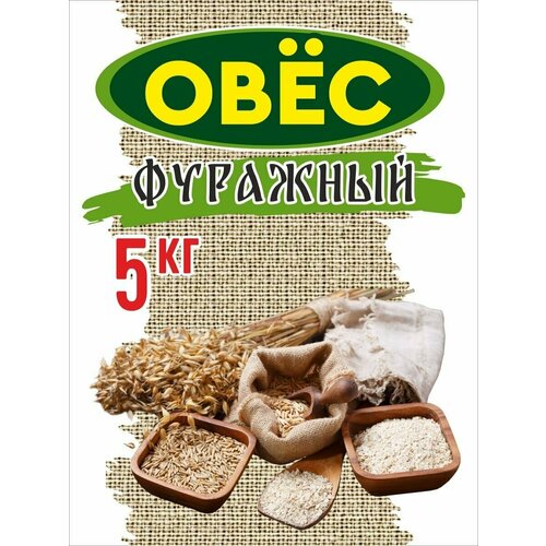 Овес семена для заваривания, диетические низкокалорийные продукты 5 кг.