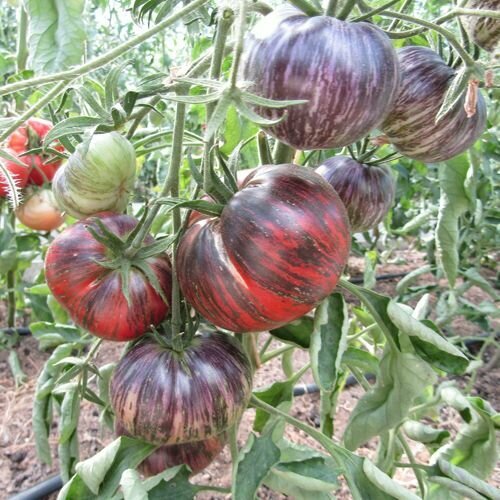 Коллекционные семена томата Бифштекс Марши Звёздный Истребитель