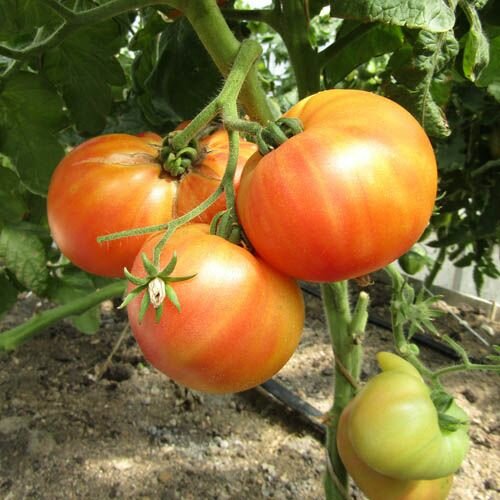 Коллекционные семена томата Гном Красота Сьюзи