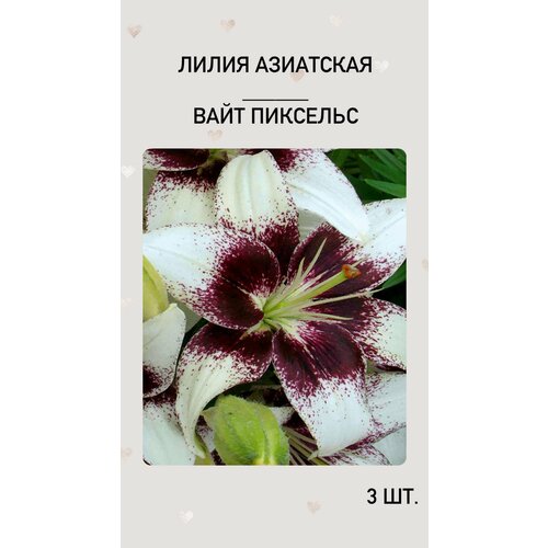 Лилия Вайт Пикселс, луковицы многолетних цветов лилия пинк пикселс азиатская 2шт