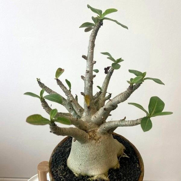 Адениум Ансу Баобаб (лат. Adenium Ansu Baobab) D15см