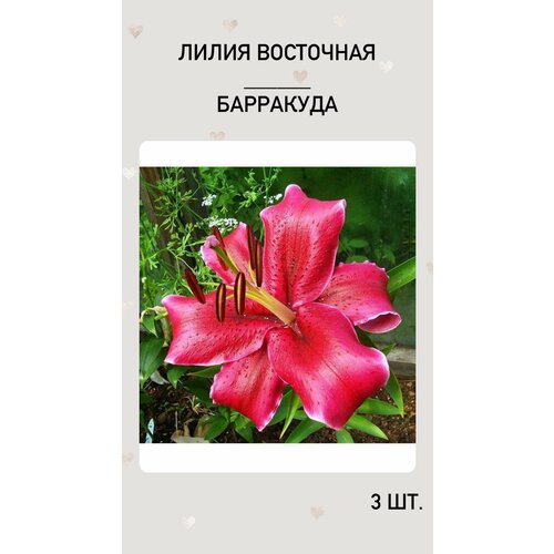 Лилия Барракуда, луковицы многолетних цветов