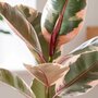 Фикус Эластика Руби (Ficus elastica Ruby) D6см