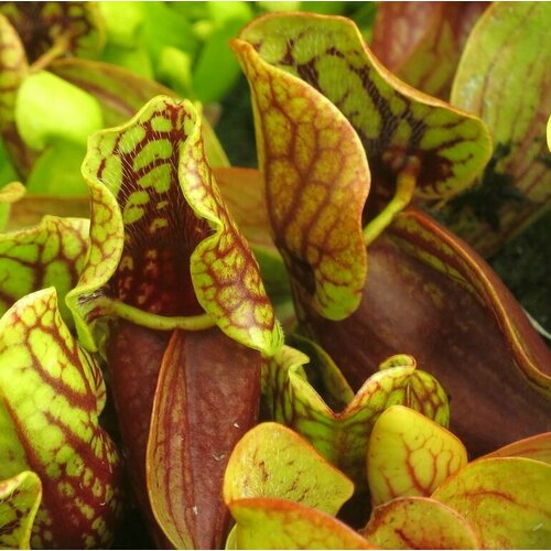 Саррацения Монтана (лат. Sarracenia Montana) D9см