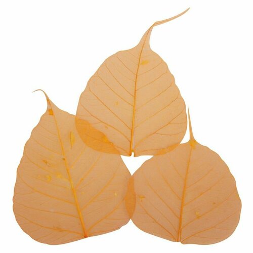 Листья для декора Rayher Сухие, оранжевые, 6-10 см
