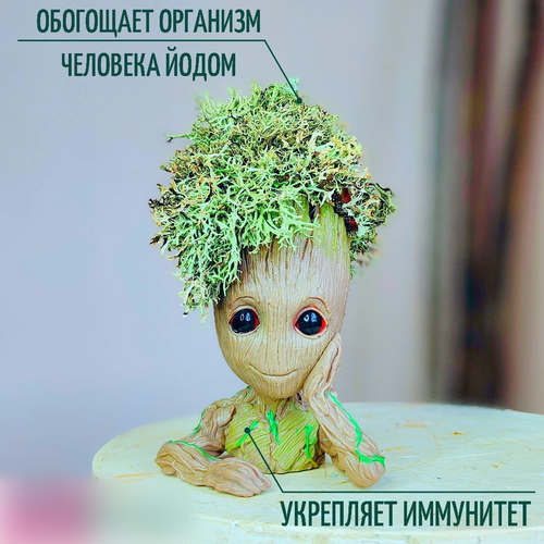 Подарок мальчику девочке декор для детской комнаты Страж Галактики Грут Исландский мох цетрария для очистки воздуха 3500₽