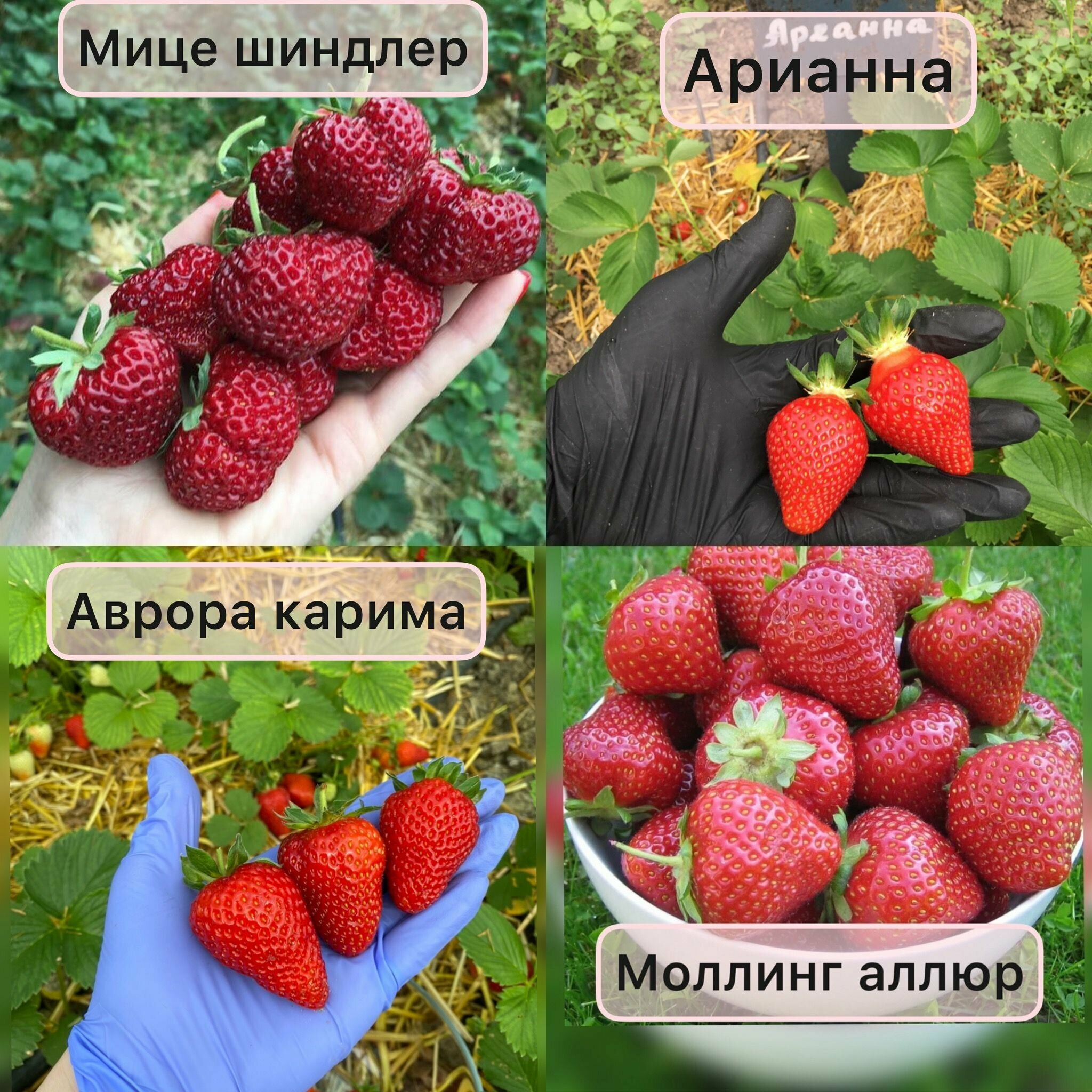 Клубника микс из 4 сортов! мице шиндлер  арианна аврора карима моллинг аллюр