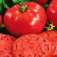Коллекционные семена томата Сладкое чудо