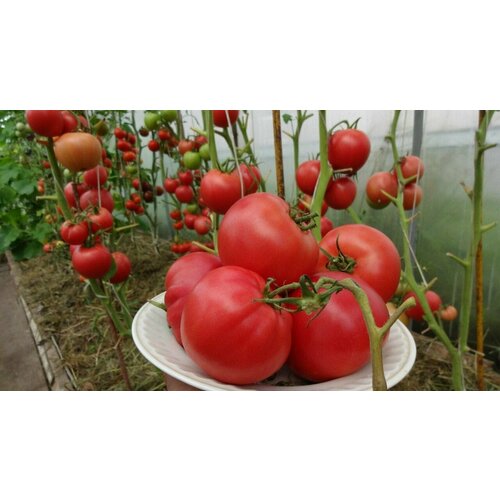 Коллекционные семена томата Старая Бабушкина Малиновка