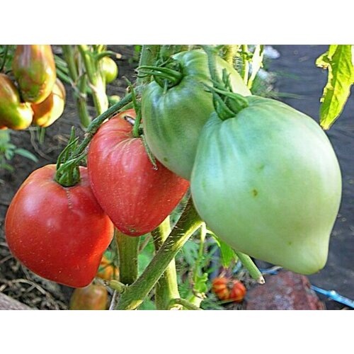 Коллекционные семена томата Сердце Уолта Сволки