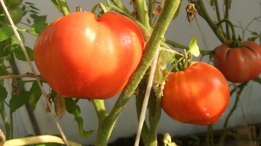 Коллекционные семена томата Суздальские