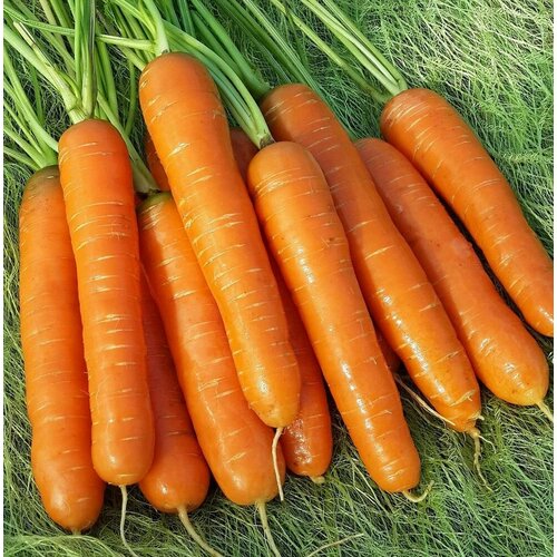 Коллекционные семена моркови Нантская-4 коллекционные семена моркови нантская 5 суперсочная