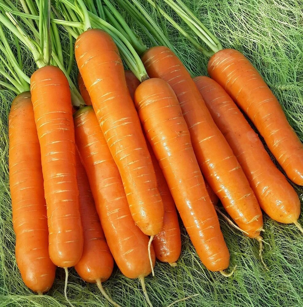 Коллекционные семена моркови Нантская-4