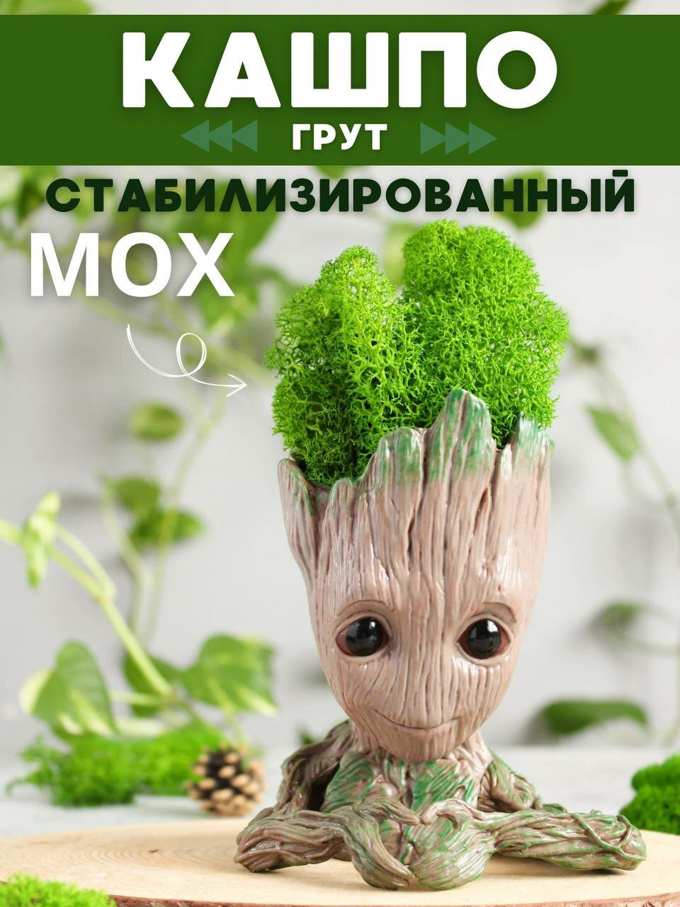 Стабилизированный мох в кашпо для кактусов и суккулентов Грут