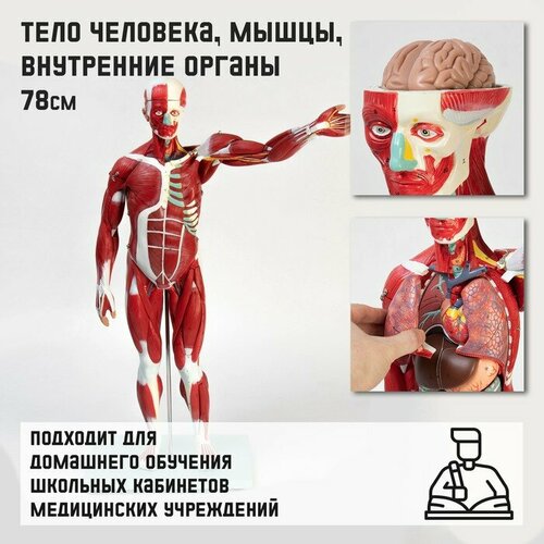 Макет Тело человека, мышцы, внутренние органы, разборный 78см