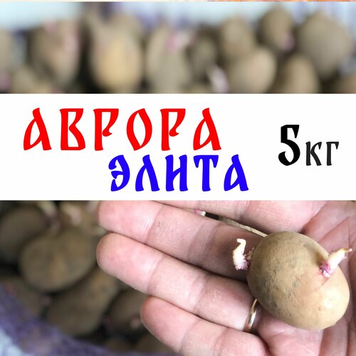 Элита, семенной картофель сорта Аврора 5кг, клубни