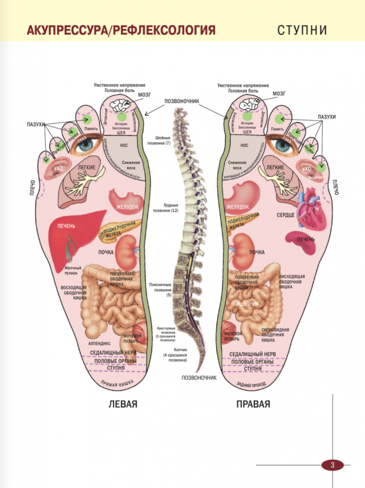 Акупрессура. Иллюстрированный атлас - фото №3