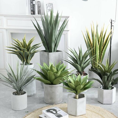 Декоративная пальма Агава высотой 50см 7499₽