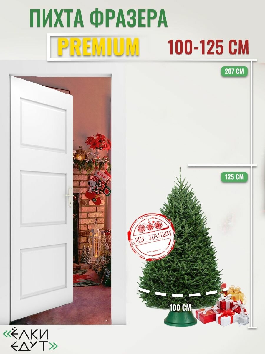 Пихта живая Фразера Premium, живая новогодняя елка 100-125 см