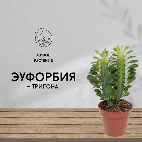 Эуфорбия Тригона, живое комнатное растение, диаметр кашпо 12 см