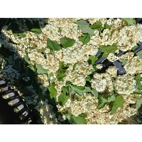 Калина бульденеж цветки сушеные нетто 20 грамм. Урожай 2024 год.