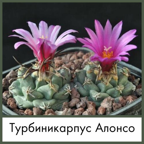 Набор для выращивания семена Кактус Турбиникарпус Алонсо (Turbinicarpus alonsoi)