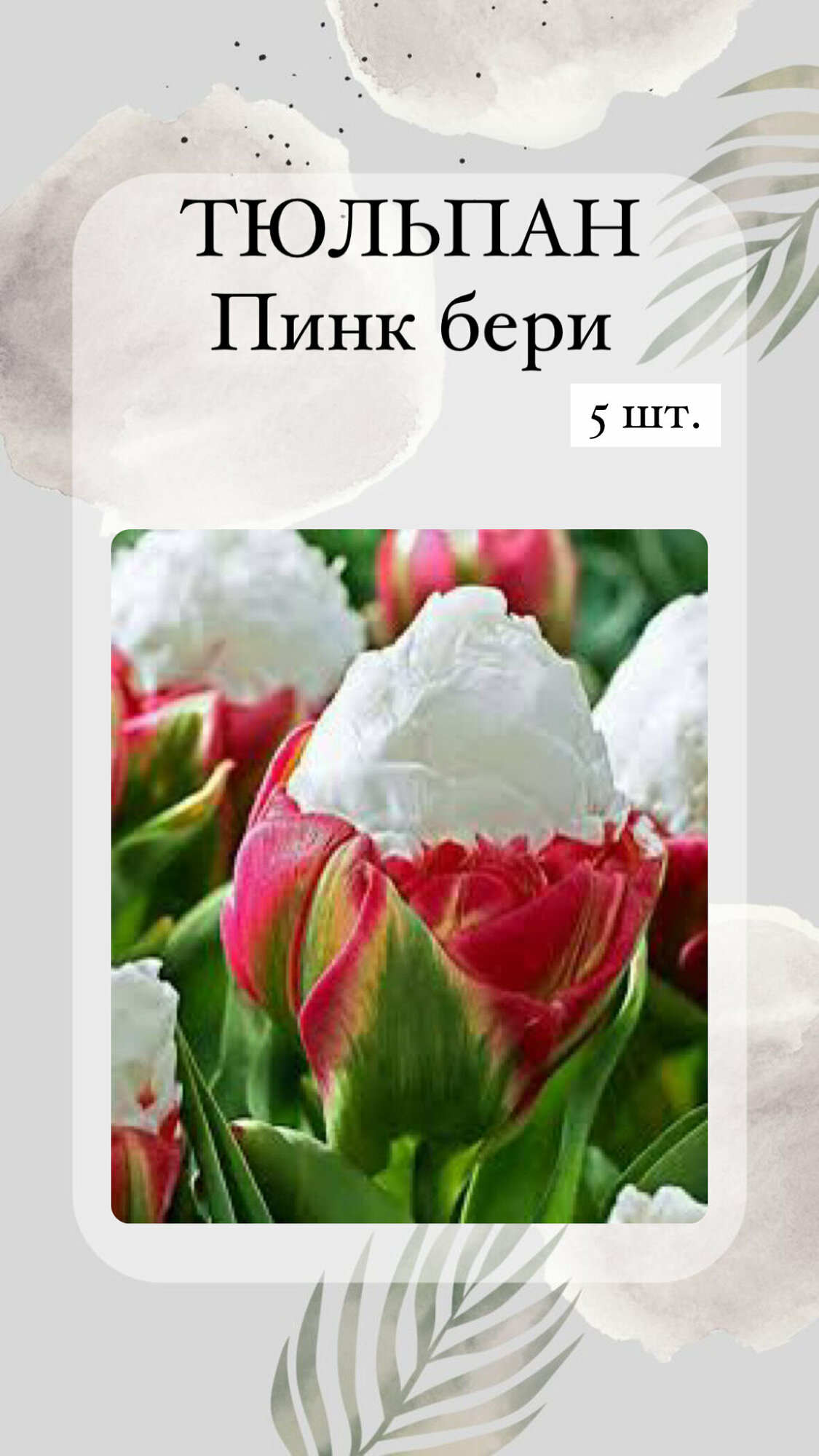 Тюльпан Пинк Бери луковицы многолетних цветов