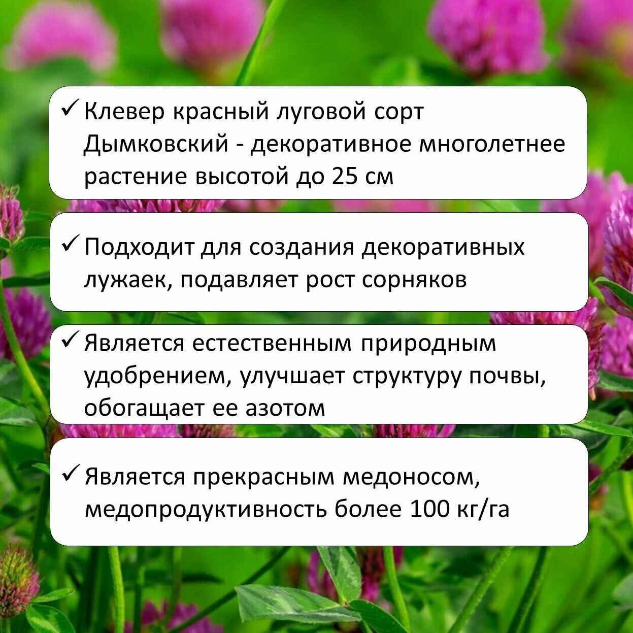 Семена сидерат Здоровый Сад клевер красный 0,5 кг (пакет) — фото 3