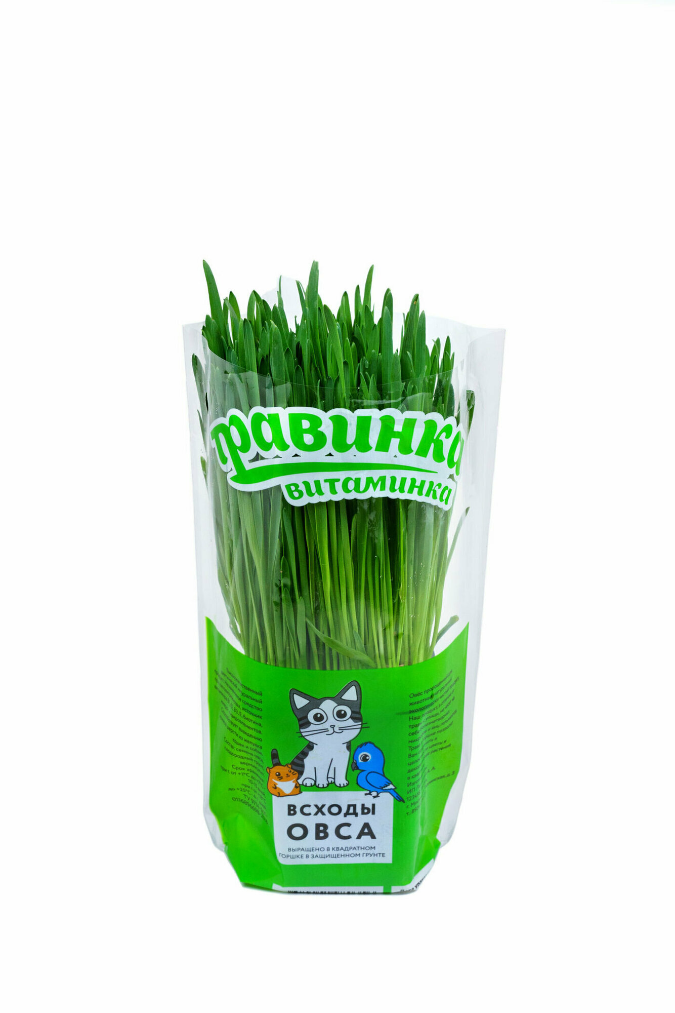Трава для кошек собак и мелких животных Овес Зелень пророщенная из семян злаков в квадратном горшочке/ Травинка-Витаминка