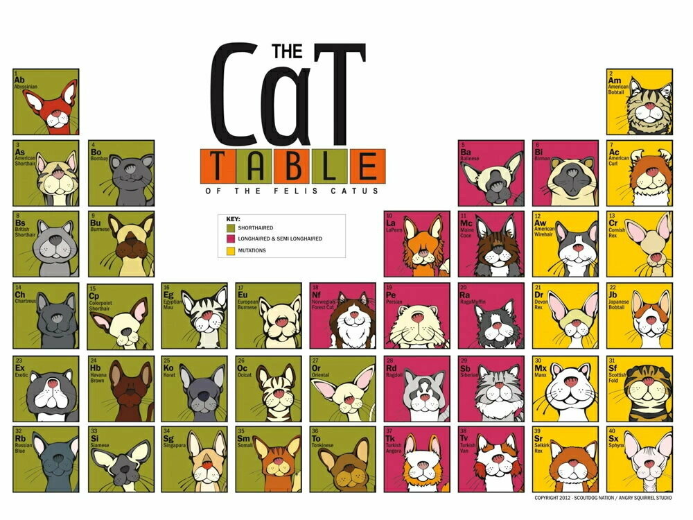 Плакат постер на холсте Cat: Table/Таблица Кошек/искусство/арт/абстракция/творчество. Размер 21 х 30 см