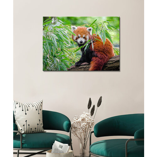 Картина - Красная панда, панда красная, панда, рыжая панда (19) 60х80