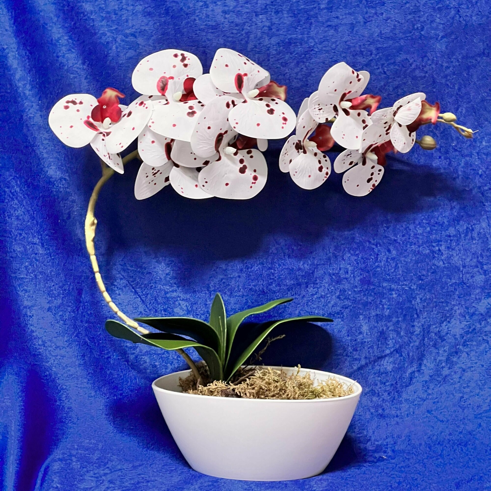 Искусственные цветы Орхидея бело-красная в пластиковом ящике