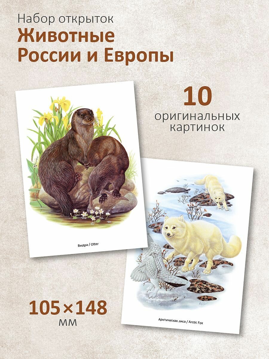 Набор 10 почтовых открыток для посткроссинга "Животные России и Европы" — фото 1