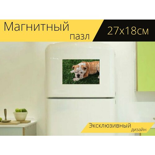 Магнитный пазл Английский бульдог, собака, бульдог на холодильник 27 x 18 см.