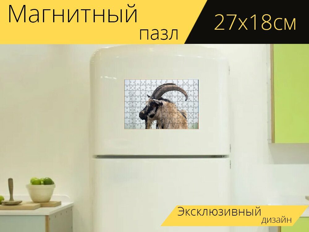 Магнитный пазл "Козел, голландский козел, животное" на холодильник 27 x 18 см.