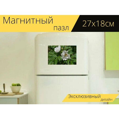 Магнитный пазл Белая роза ругоза, роза, бутон на холодильник 27 x 18 см. роза ругоза