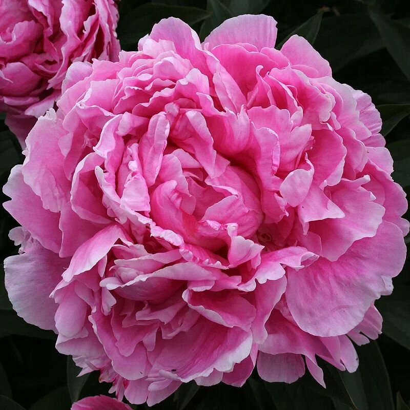 Пион травянистый Александр Флеминг луковицы клубни корни цветов