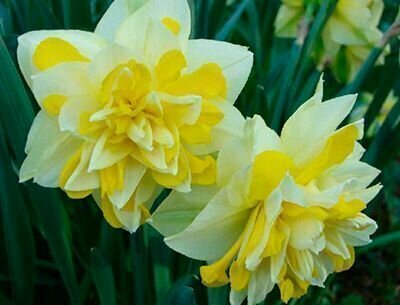 Нарцисс Грейт Лип 10шт.