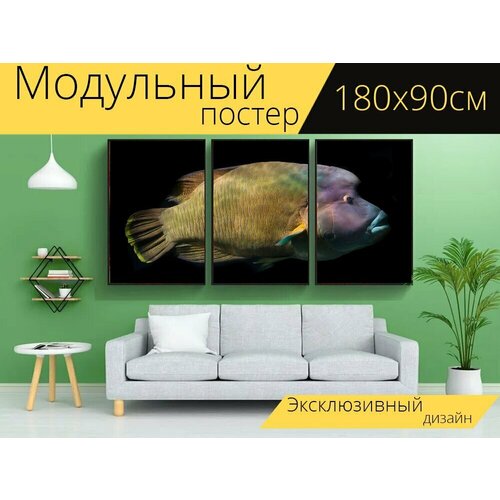 Модульный постер "Рыбанаполеон, губан, рыбы" 180 x 90 см. для интерьера