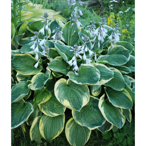 Хоста Кристмас Три (1 корневище в горшке р9). Szkolka roslin A.M (Польша)