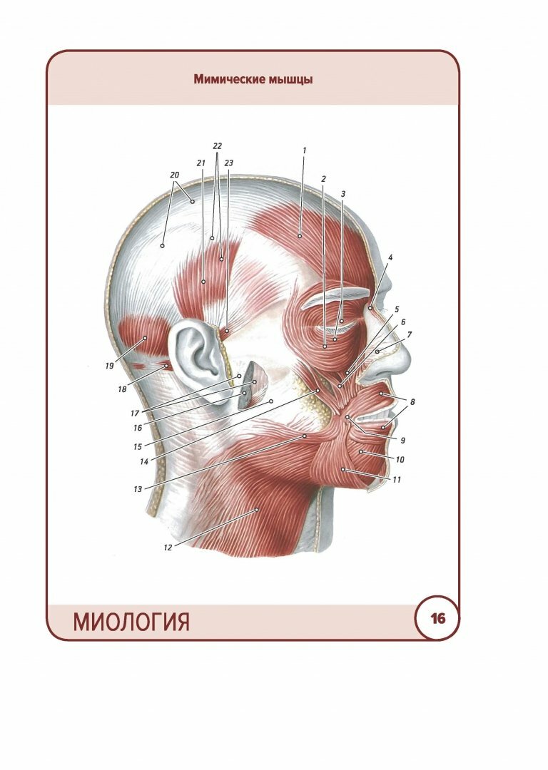 Анатомия человека. Карточки. Миология - фото №10