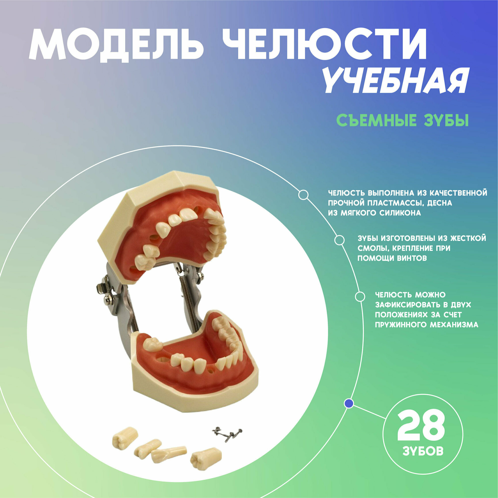 Модель челюсти человека со съемными зубами