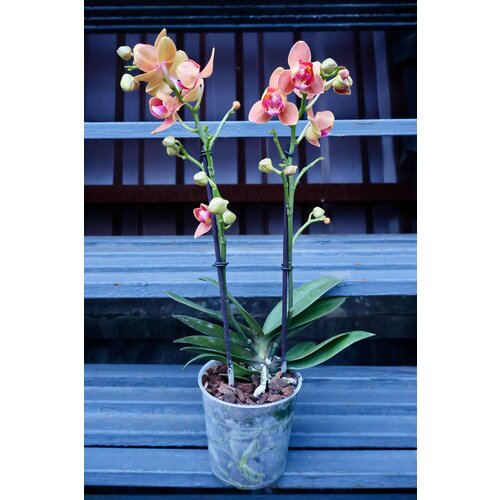 Орхидея Фаленопсис 