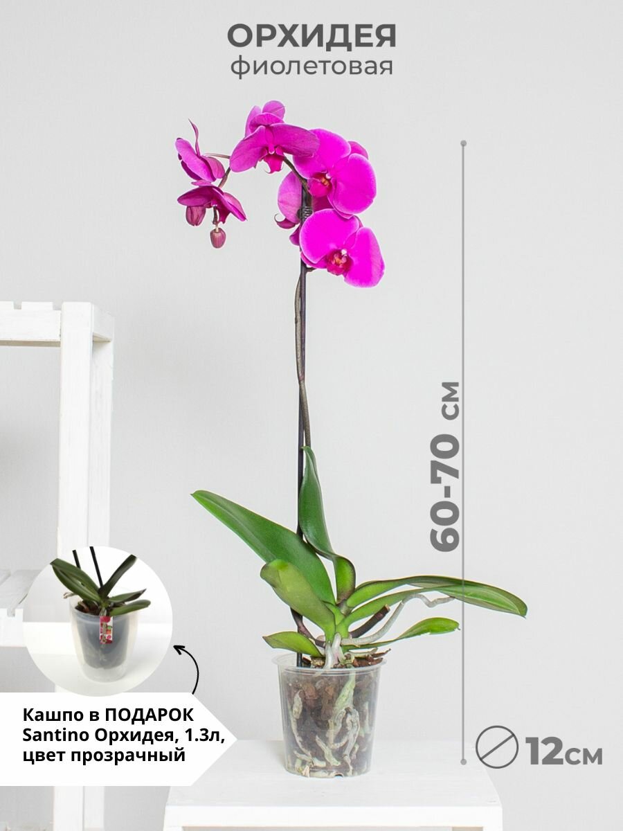 Орхидея фаленопсис 1 ствол 12 дм фиолетовая комнатное растение