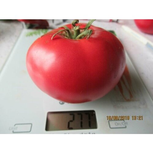 Коллекционные семена томата Большой розовый Болгарский помидоры розовые крупные азербайджан 1кг