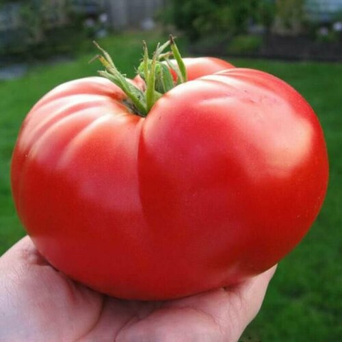 Коллекционные семена томата Гигантский Томат семена томат гигантский монстр
