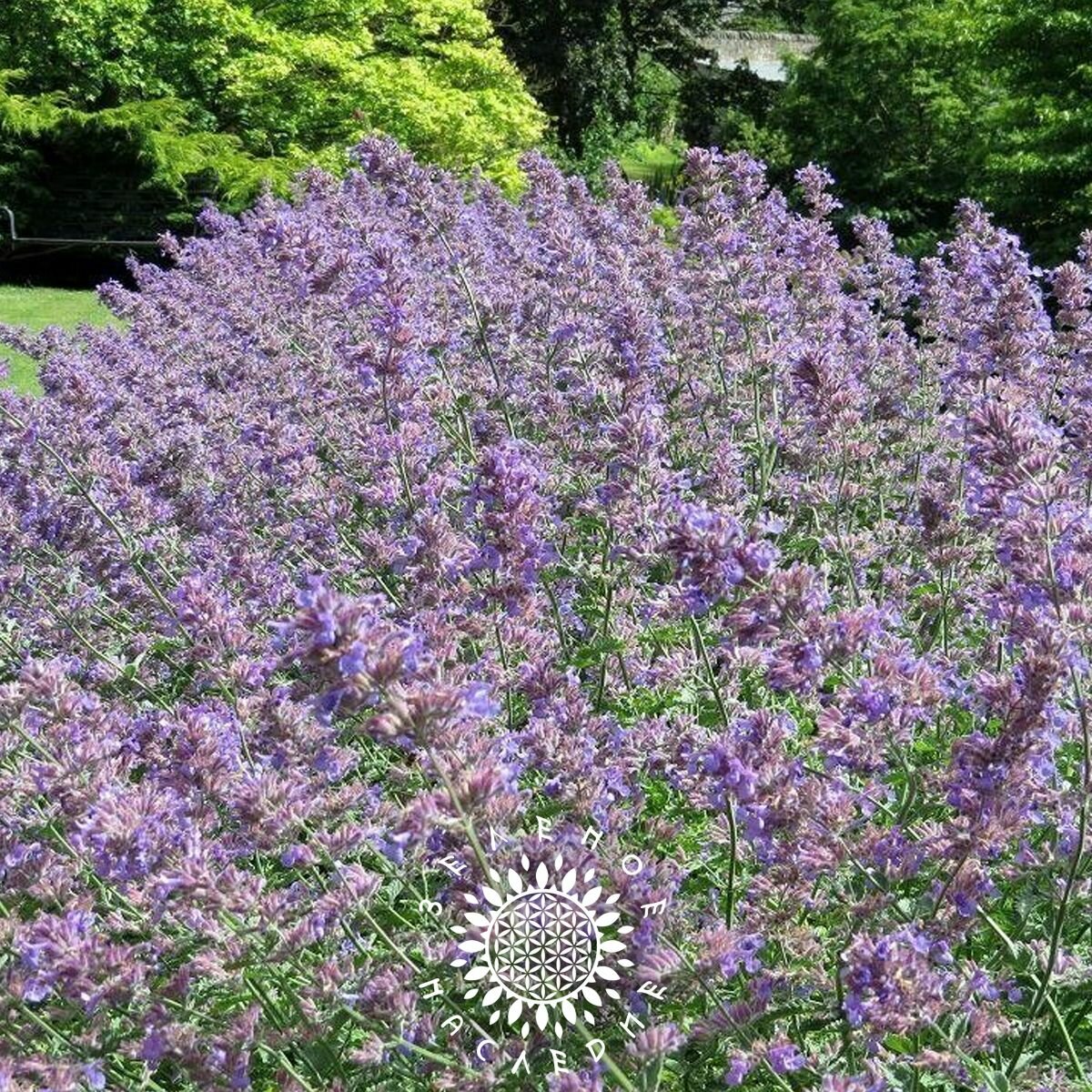 Семена Котовник лимонный (лат. Nepeta cataria var.citridora L.) 50шт от Green Legacy — фото 1